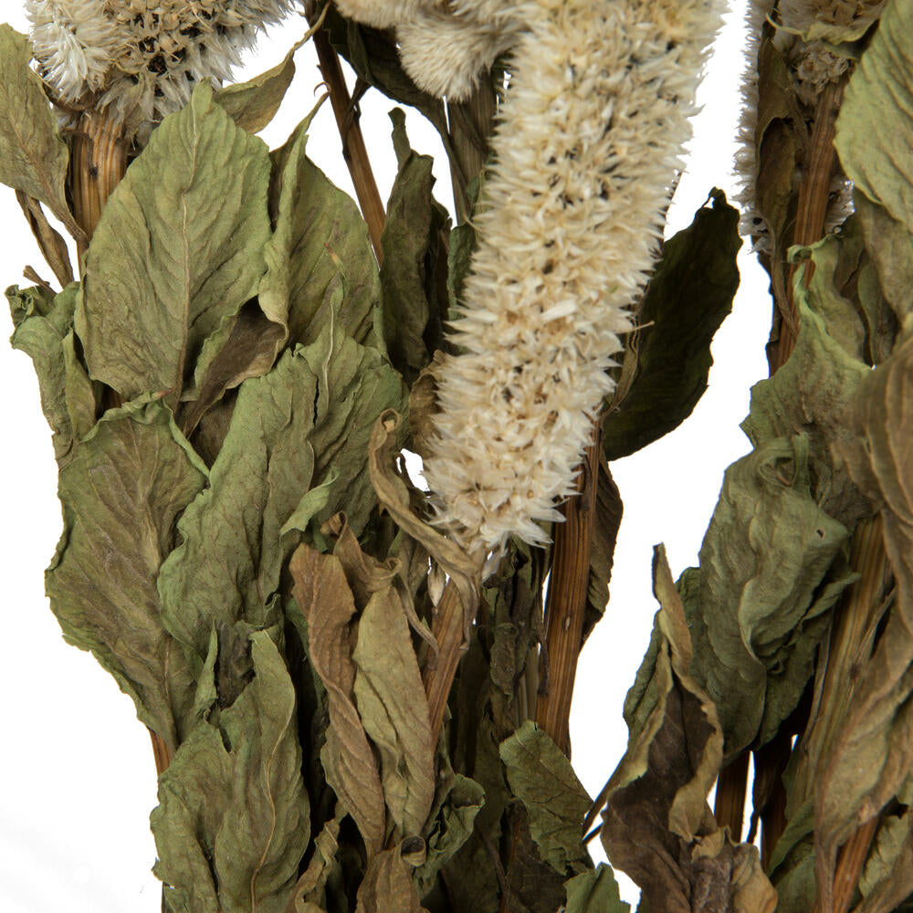 Vickerman Natural Botanicals 18-24" Cream Dried Celosia Coxcomb 4 oz. Bunch