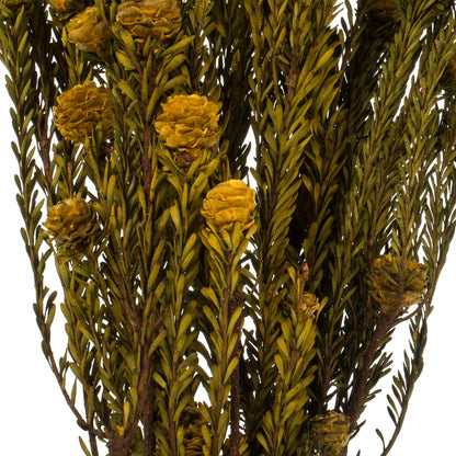 Vickerman 12" Aspen Gold Tortum Bundle Female Preserved
