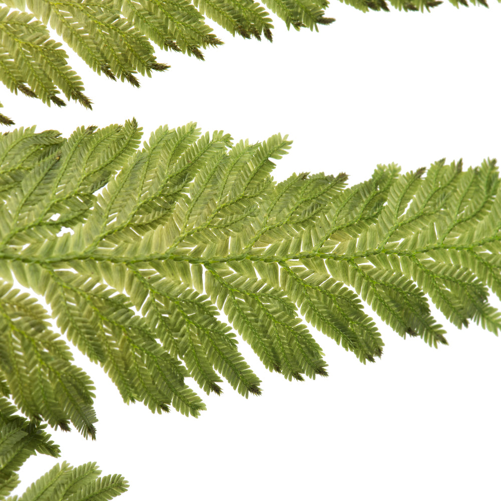 Vickerman 8-12" Oasis Grn Plumaria Fern Stems 6 per pack Preserved
