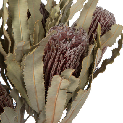 Vickerman 12" Natural Pink Banksia Menzi Flower with Stem. Includes 3 Stems per Pack Dried