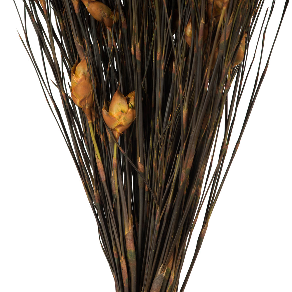 Vickerman 15-20" Aspen Gold Bell Female short 5-6 oz Bundle Preserved