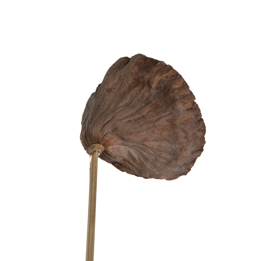Vickerman Natural Botanicals 20" Lotus Pod Medium on Stem. Includes 50 pieces per Pack.