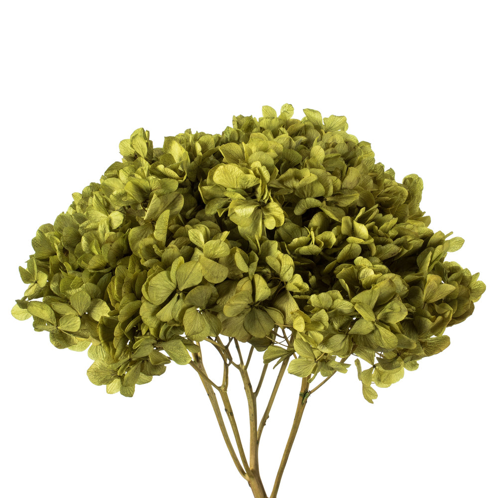 Vickerman 15" Antique Moss Hydrangea with Multiple Branch Segments. Preserved