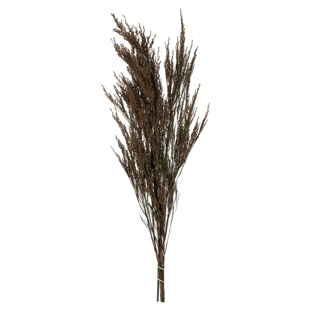 Vickerman 36-40" Green Reed Grass -Includes 8-9 oz per Bundle. Preserved