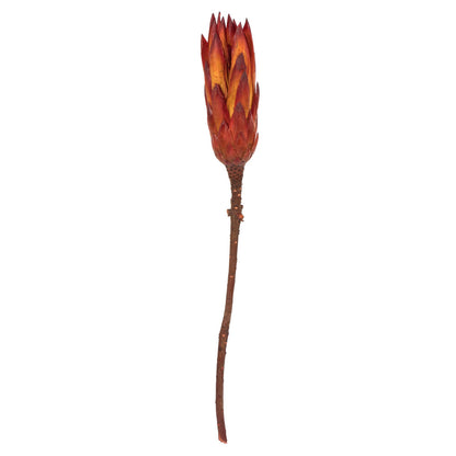 Vickerman 8-12" Red (Natural) Repens - Natural Stem - Bulk case 180 pieces Dried