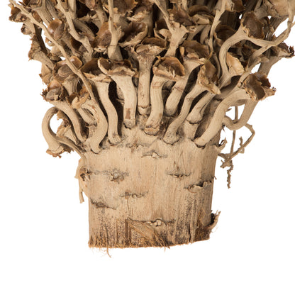 Vickerman 18 x 5" Natural Olympia Seed Pod - Small/Petite 1 piece Dried