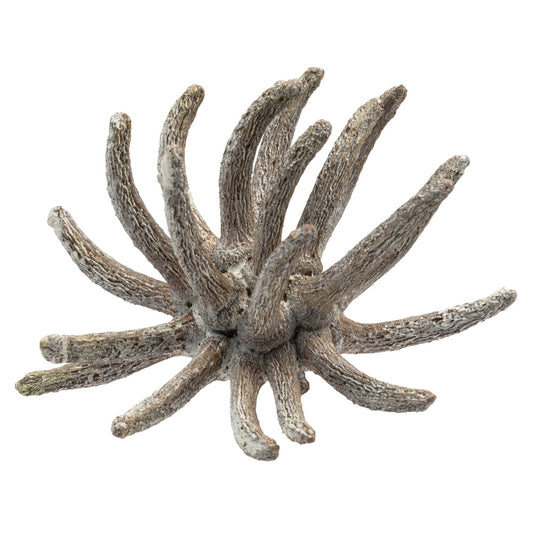 Vickerman 3-4" Frosted White Spider Claws Includes 16-20 pieces per tray Dried