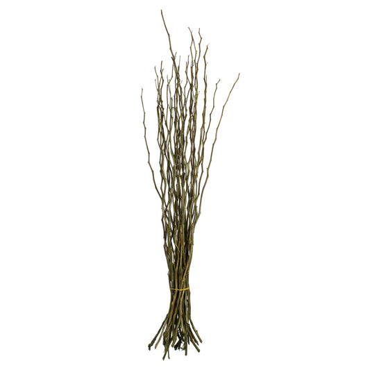 Vickerman 35-40" Basil Moneta Branches 8 oz Bundle Dried