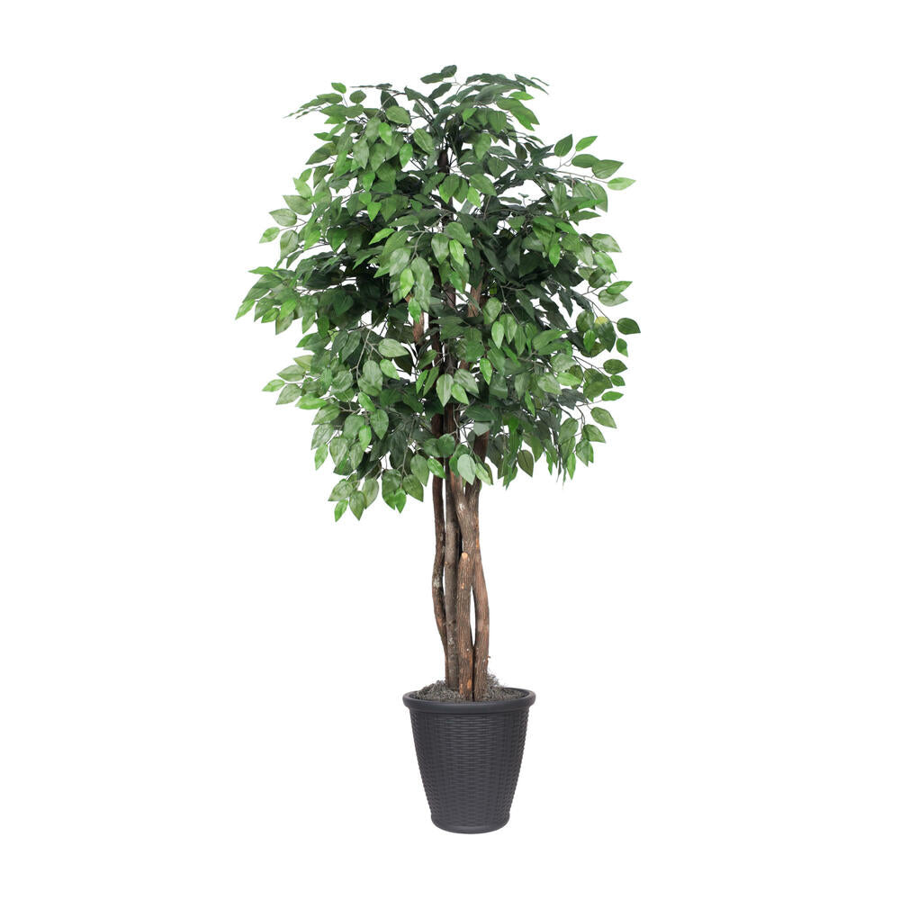 Vickerman 6' Artificial Ficus Executive Tree Gray Round Plastic Container.