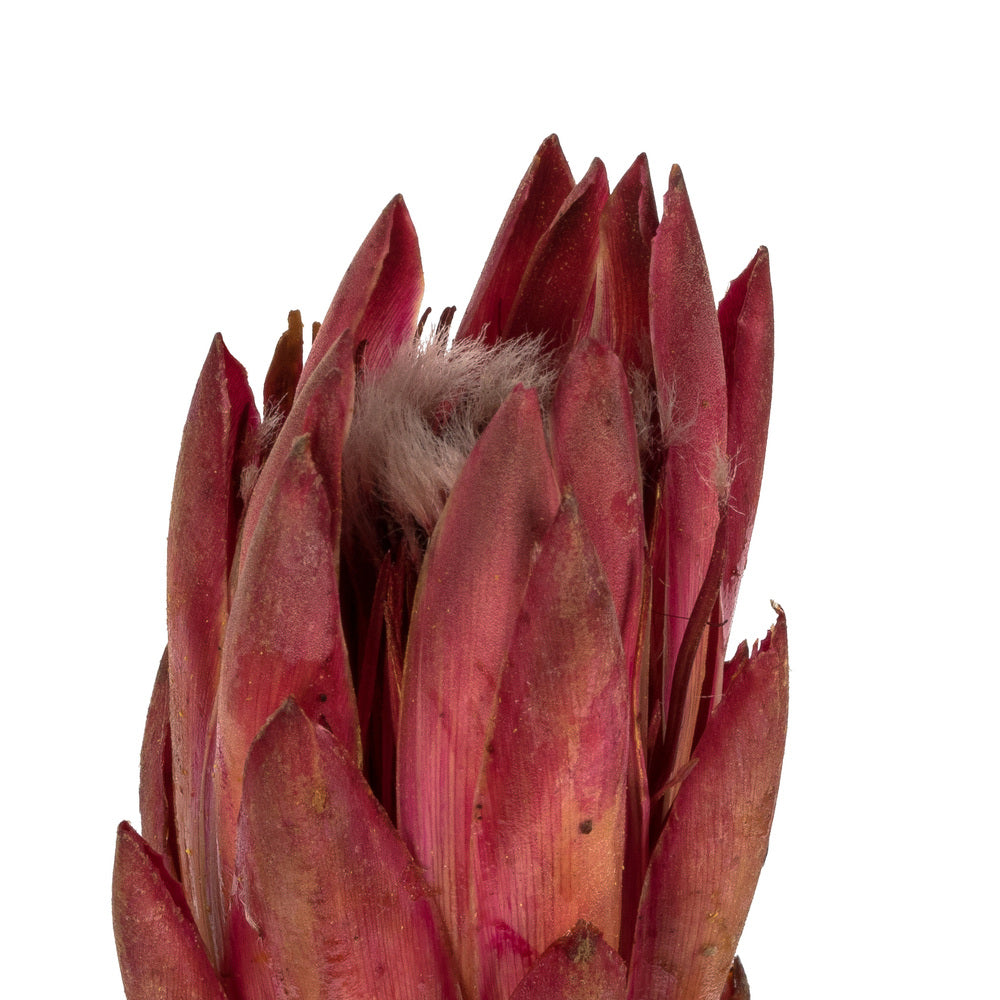 Vickerman 8-12" Erica Pink Repens - Natural Stem - Bulk case 180 pieces Dried