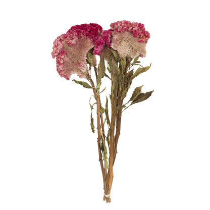 Vickerman Natural Botanicals 18-24" Raspberry Dried Celosia Coxcomb 4 oz. Bunch.
