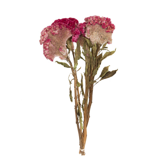 Vickerman Natural Botanicals 18-24" Raspberry Dried Celosia Coxcomb 4 oz. Bunch.
