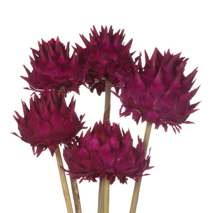 Vickerman 15" Raspberry Artichoke Head attached to a Reed Stem Dried