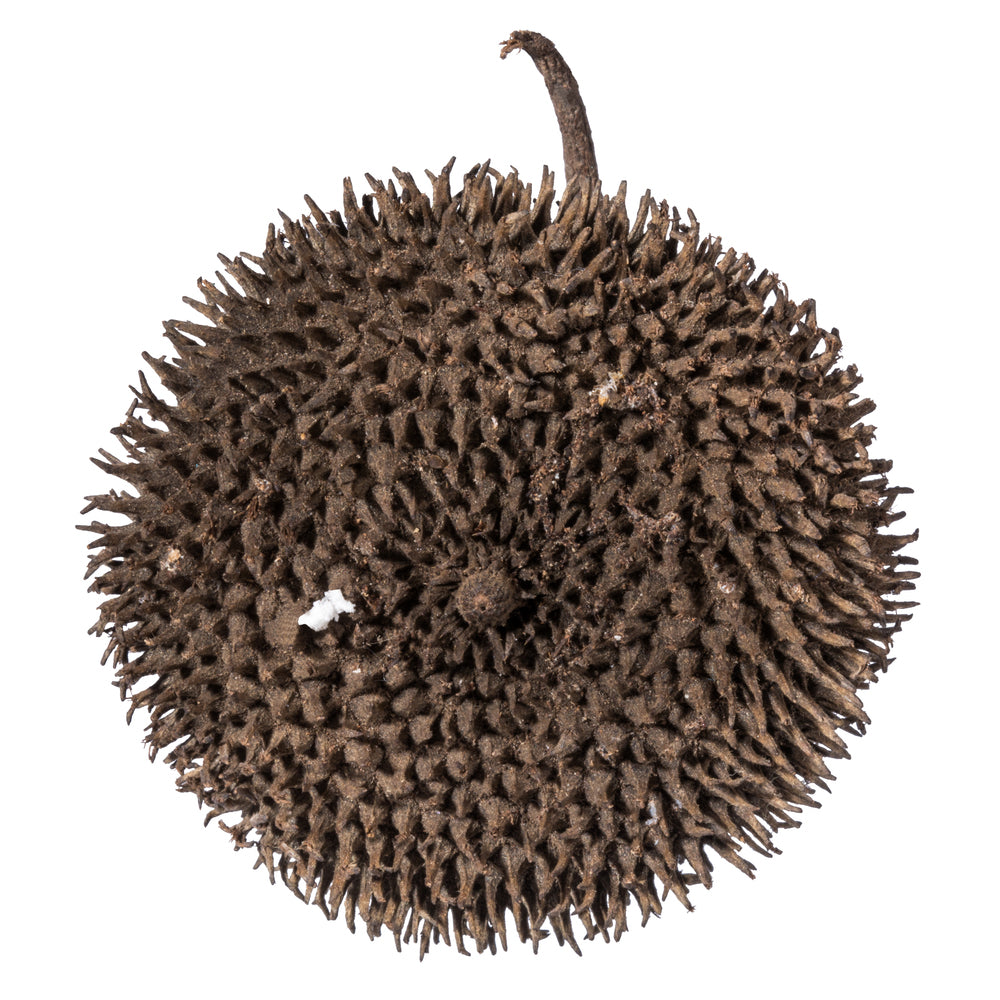 Vickerman Spiny Discs Natural 10 pc bag (CPD-18)