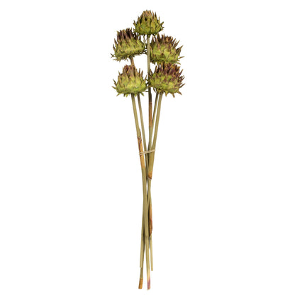 Vickerman 15"  Basil Artichoke Head attached to a Reed Stem Dried