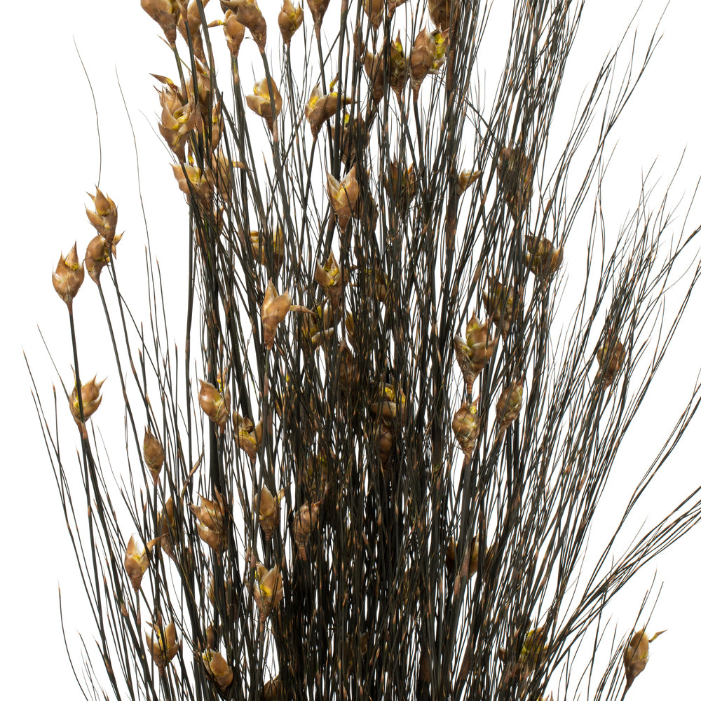 Vickerman 36-40" Natural Bell Grass with Seed Pods 8-9 oz Bundle Preserved