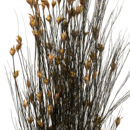Vickerman 36-40" Natural Bell Grass with Seed Pods 8-9 oz Bundle Preserved