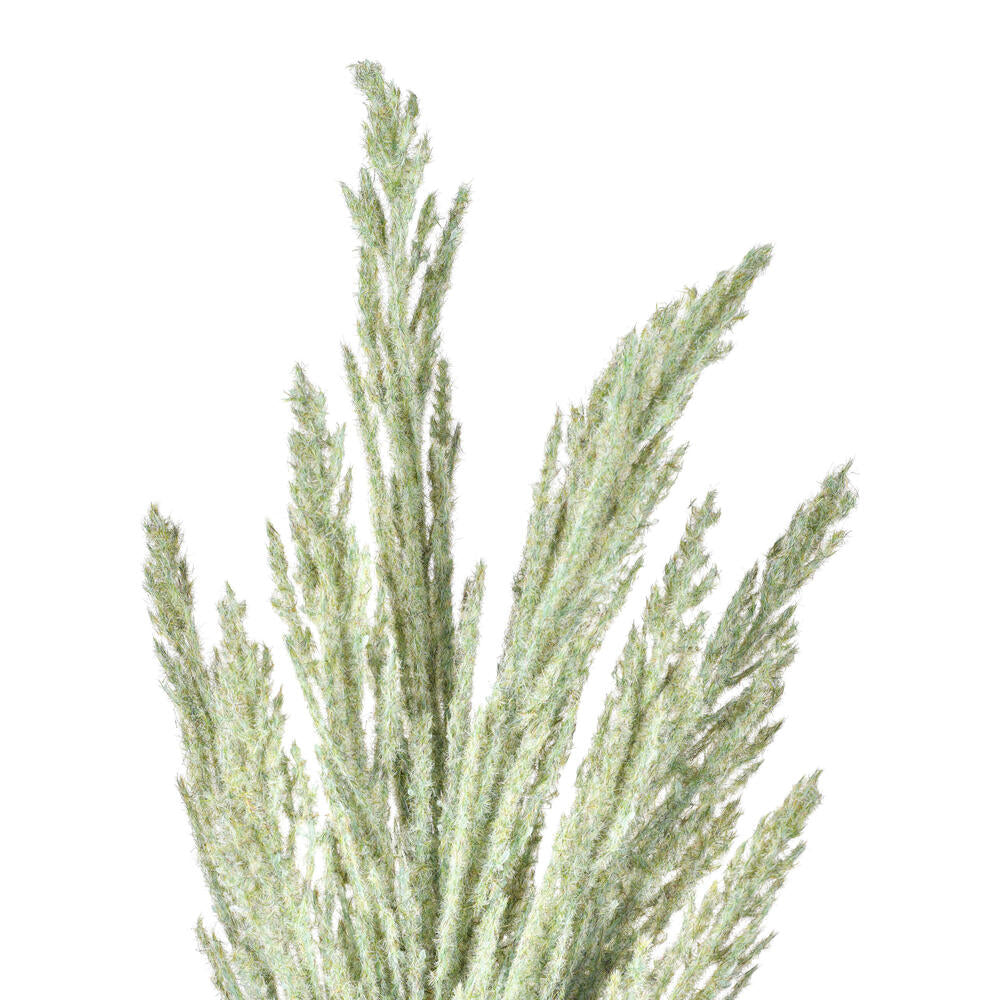 Vickerman 51" Light Green Artificial Reed Spray 2 per bundle.