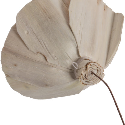 Vickerman Natural Botanicals 4" Walnut Sola Flower on 12" Stem - 12 stems/bag. Dried and preserved.