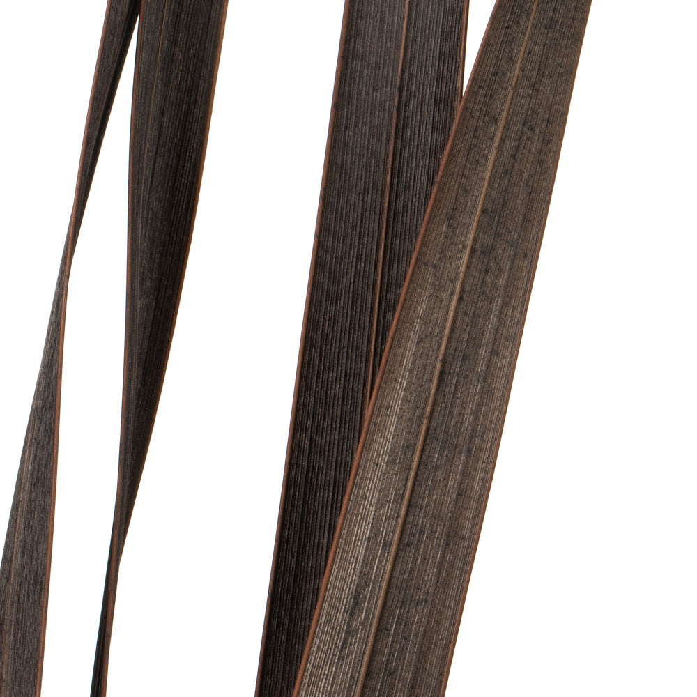 Vickerman 18-30" Brown Snake Grass. Includes 36 Stems (3 - 12 Stem Bundles) Dried