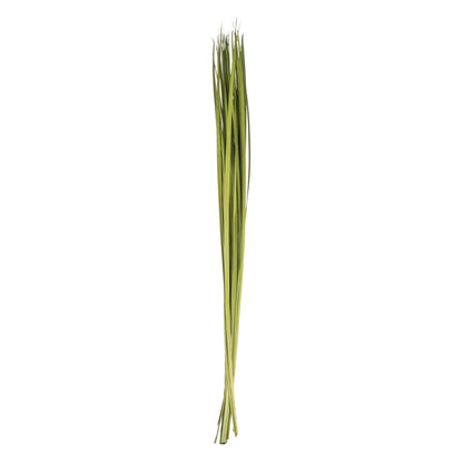 Vickerman 72" Foliage Green Sable Grass XL 16 oz Bundle Dried