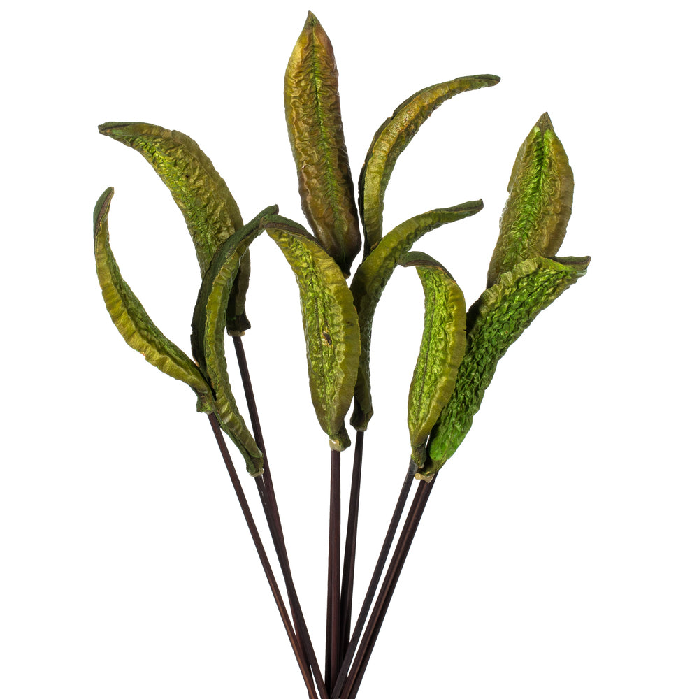 Vickerman 18-22" Basil Estrella 10 stems Dried