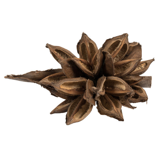 Vickerman 6" Natural Star Pod 1 piece Dried