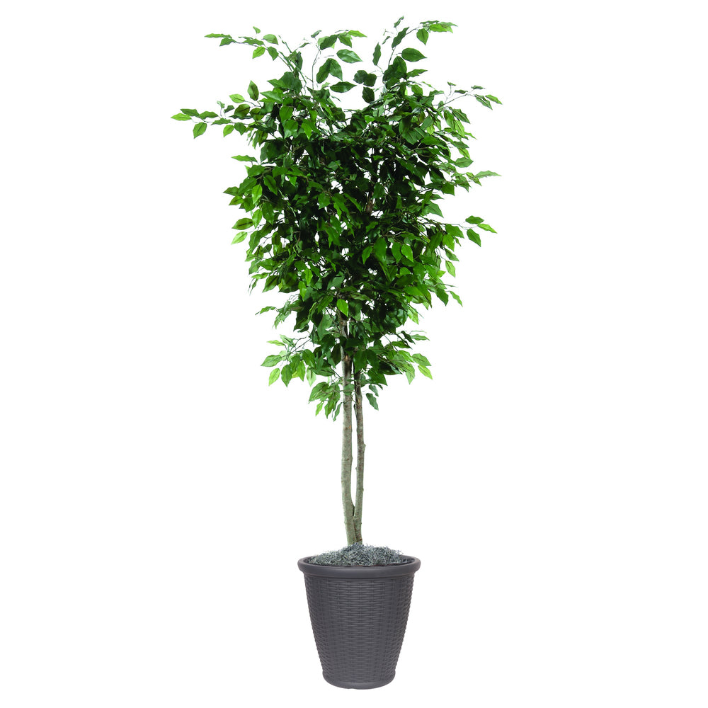 Vickerman 6' Artificial Ficus Deluxe Tree Brown Round Plastic Container.