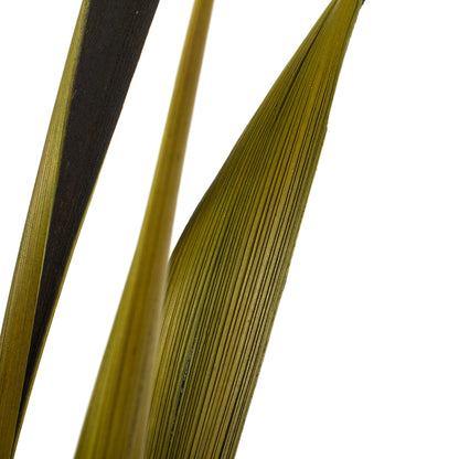 Vickerman 36-40" Basil Bahia Spears. Includes 18 Stems (2 - 9 Stem Bunches) Dried