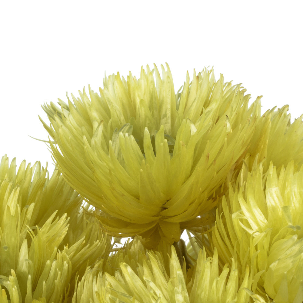 Vickerman 13-14" Yellow Everlasting Flowers approximately 23 blooms Dried