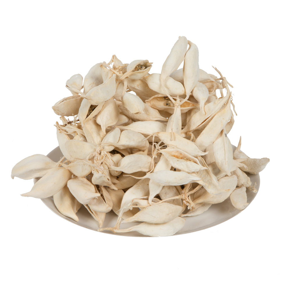 Vickerman Natural Botanicals 3" Brachychiton Bleached 1.1 lb per tray