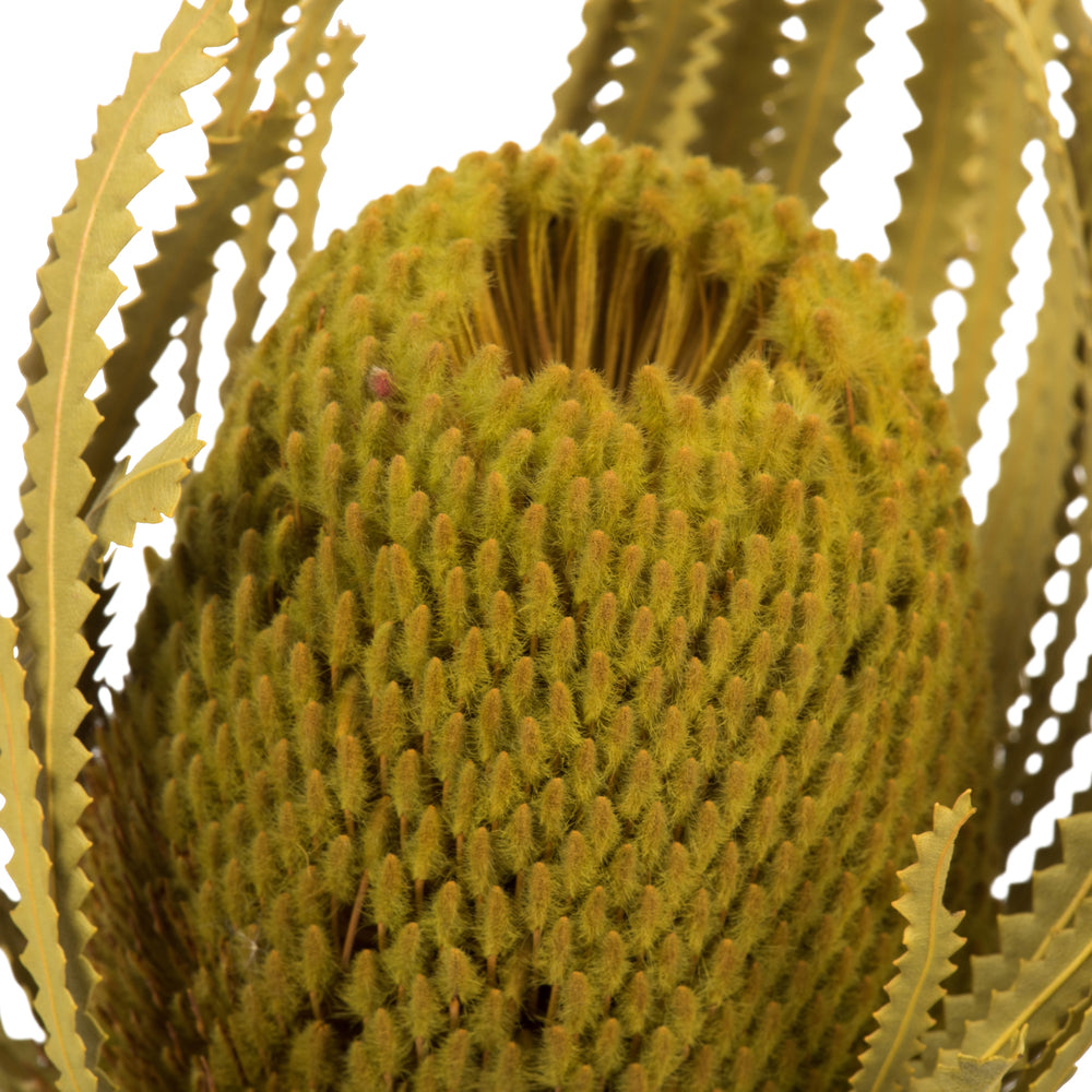 Vickerman 12" Basil Banksia Flower. Includes 25 Stems per Pack. Dried
