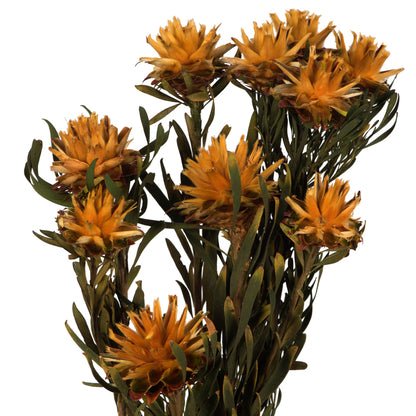 Vickerman 8-20" Autumn Plumosum Female 8 flower heads per bundle Preserved