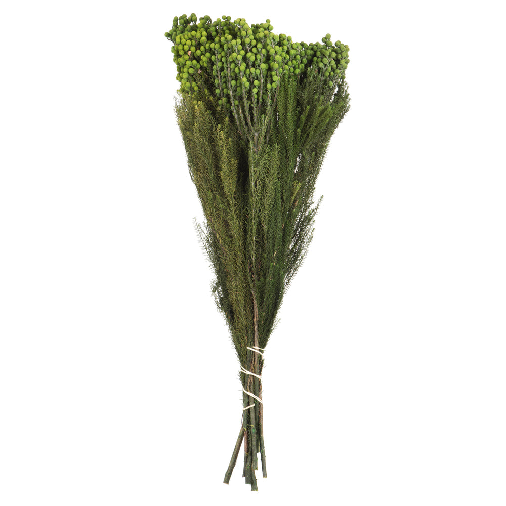 Vickerman 12-15" Green Lanuginosa 5-6 oz Bundle Preserved