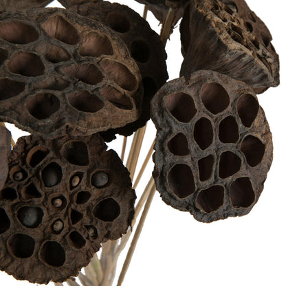 Vickerman Natural Botanicals 20" Lotus Pod Medium on Stem. Includes 50 pieces per Pack.