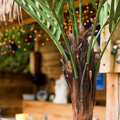 Vickerman 72" Artificial Kentia Palm.