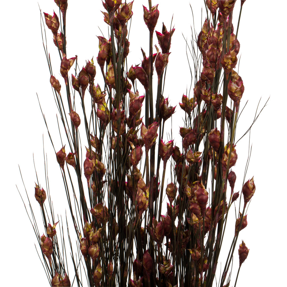 Vickerman 36-40" Merlot Bell Grass with Seed Pods 8-9 oz Bundle Preserved