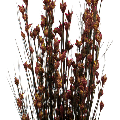 Vickerman 36-40" Merlot Bell Grass with Seed Pods 8-9 oz Bundle Preserved