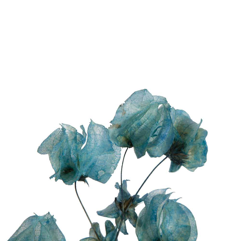Vickerman 13.5-17" Light Blue Dried Cara Blossom Bundle Preserved.