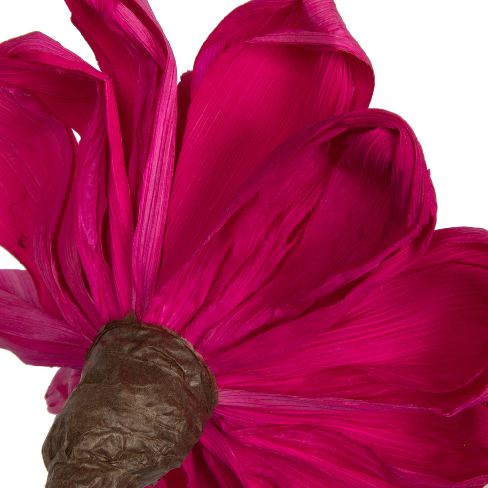 Vickerman Natural Botanicals 6" Raspberry Maize Dahlia. 6 stem/bag. Dried and preserved.