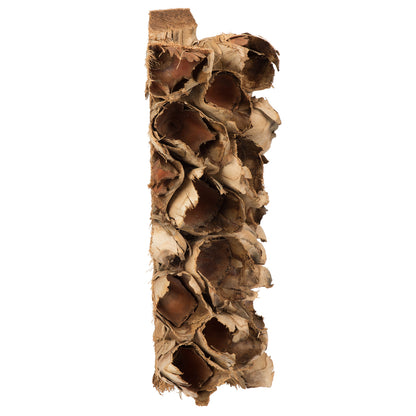 Vickerman 10-12" Natural Giant Seed Pod Segment - small 1 piece Dried