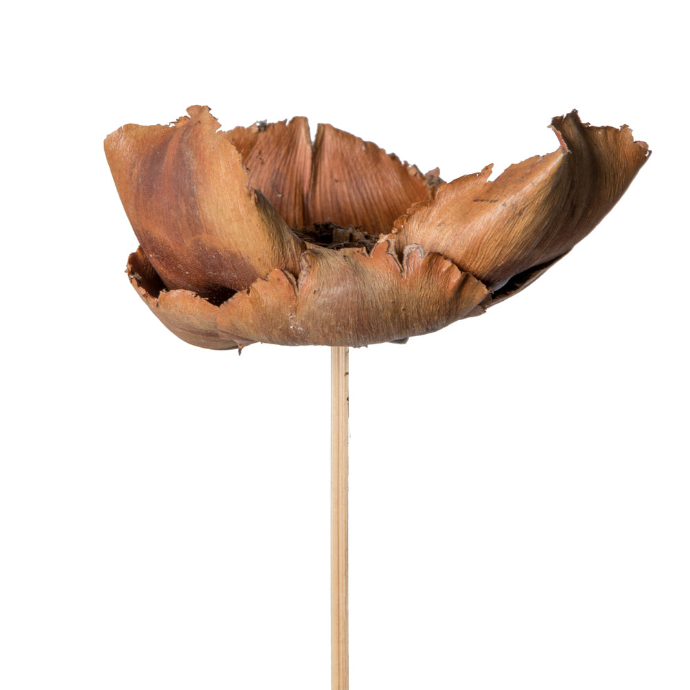 Vickerman Natural Botanicals 2.75" Palm Cap Natural on Stem. Includes 75 pieces per Pack.