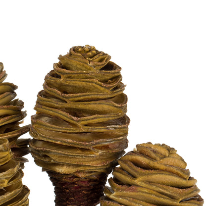 Vickerman 18-24" Cream Platy Cone on Reed Stem Includes 10 stems Dried