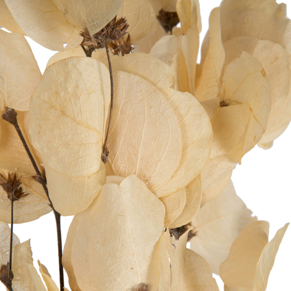 Vickerman 13.5-17" Bleached Dried Moneta Leaf on Twig Bundle Preserved.