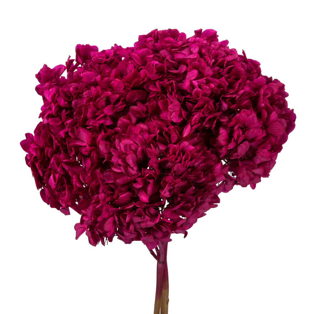 Vickerman 15" Merlot Hydrangea with Multiple Branch Segments. Preserved