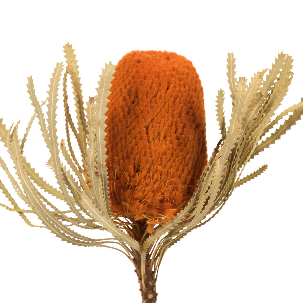Vickerman 12" Jumbo Autumn Banksia Flower with Stem. Includes 3 Stems per Pack. Dried