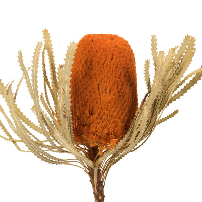 Vickerman 12" Jumbo Autumn Banksia Flower with Stem. Includes 3 Stems per Pack. Dried