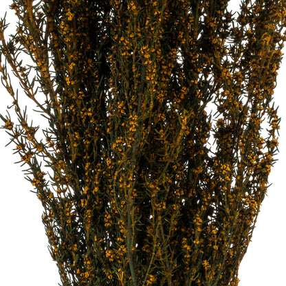 Vickerman 22-26" Aspen Gold Grabia 5-6 oz Bundle Preserved