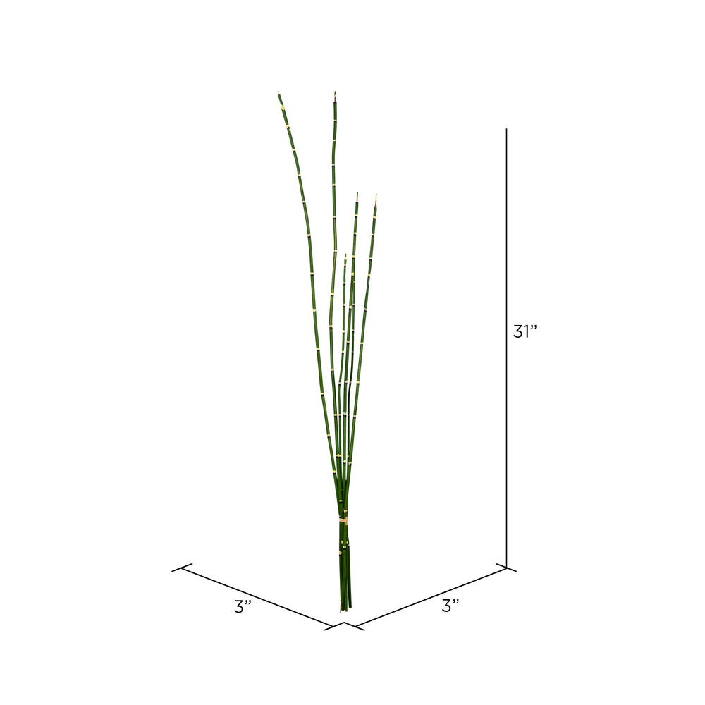Vickerman 31'' Artificial Green Horsetail Bundle Pack of 2