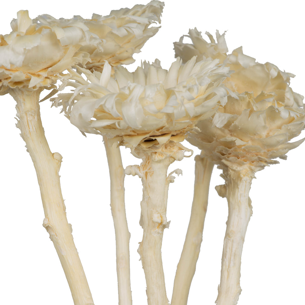Vickerman 8-12" Bleached Rosette Compacta - Sleeved 5 stems Dried